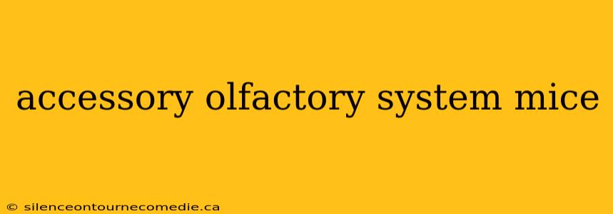 accessory olfactory system mice