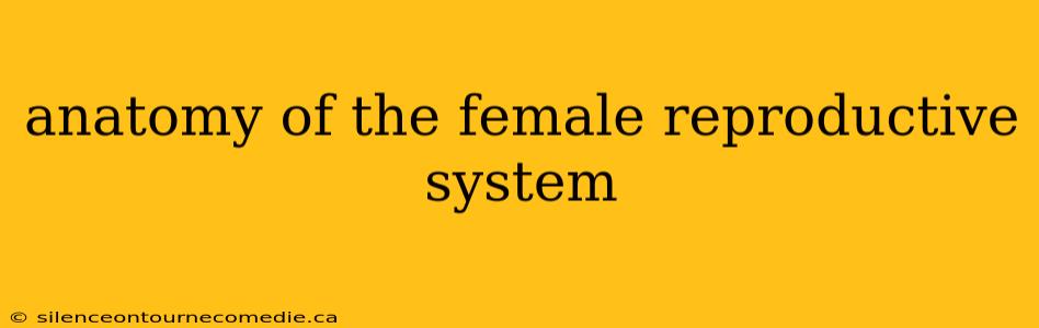 anatomy of the female reproductive system