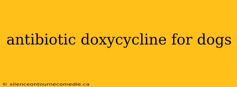 antibiotic doxycycline for dogs