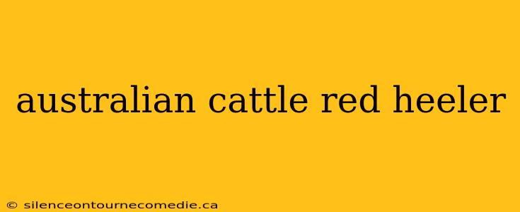 australian cattle red heeler