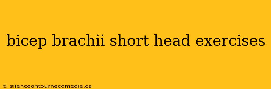 bicep brachii short head exercises