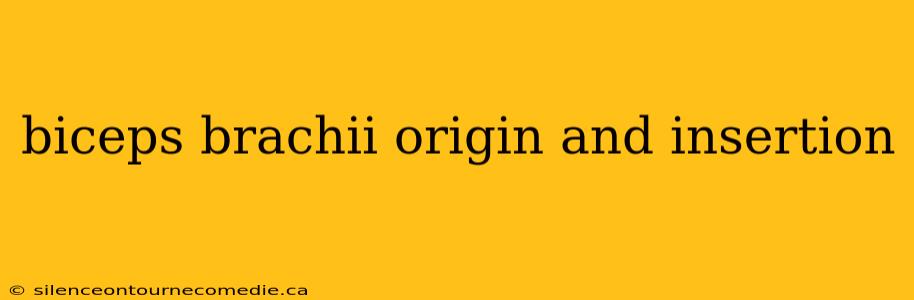 biceps brachii origin and insertion