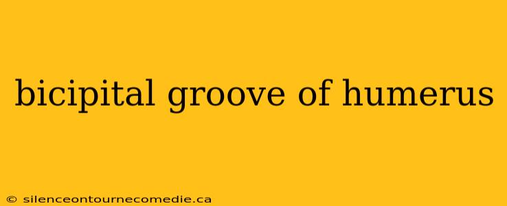bicipital groove of humerus