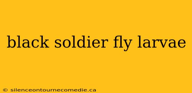 black soldier fly larvae