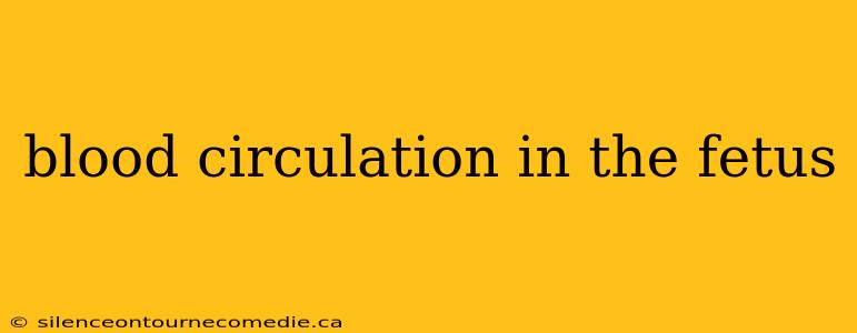 blood circulation in the fetus