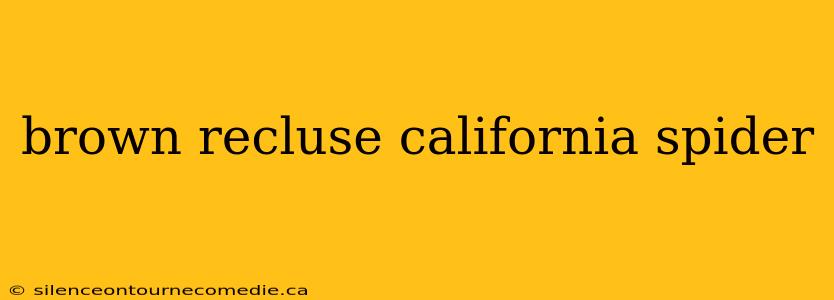 brown recluse california spider