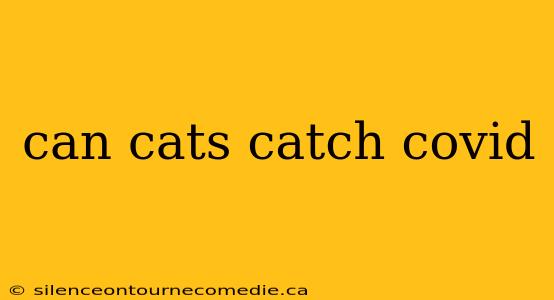 can cats catch covid
