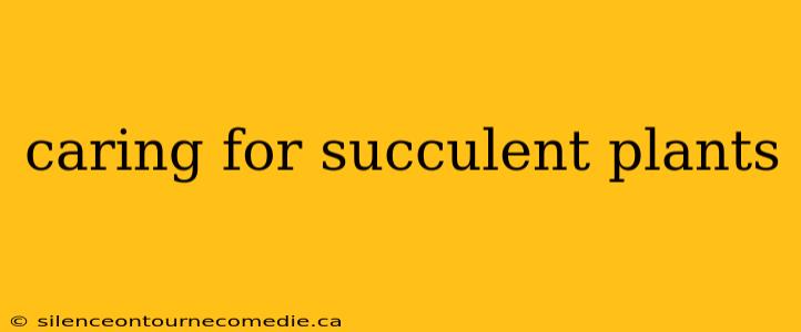 caring for succulent plants