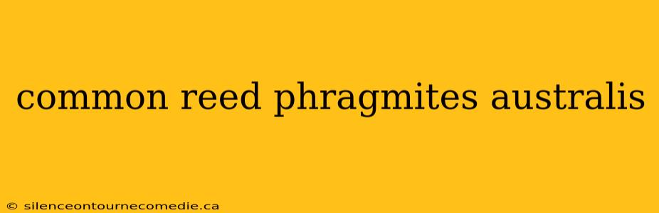 common reed phragmites australis