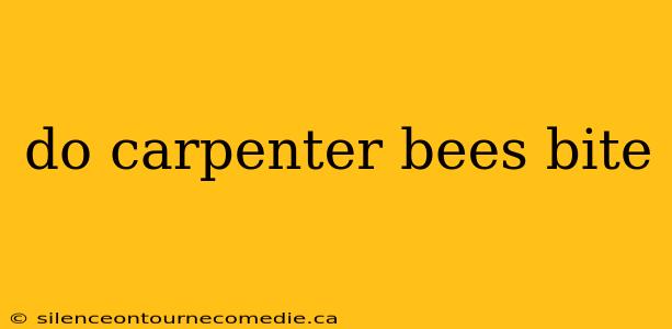 do carpenter bees bite