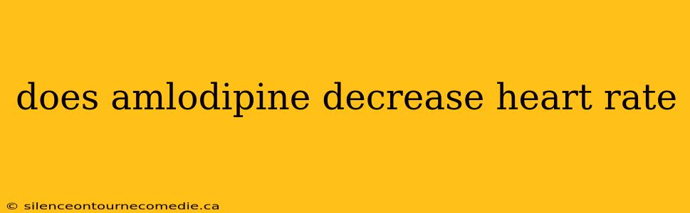 does amlodipine decrease heart rate