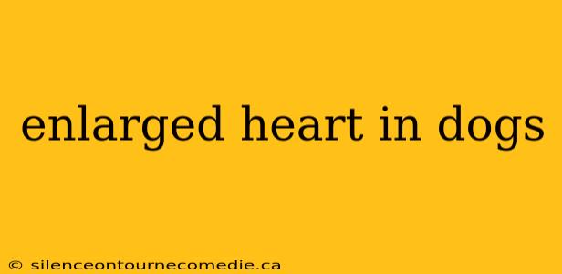 enlarged heart in dogs