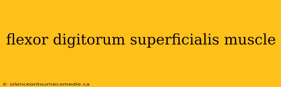 flexor digitorum superficialis muscle