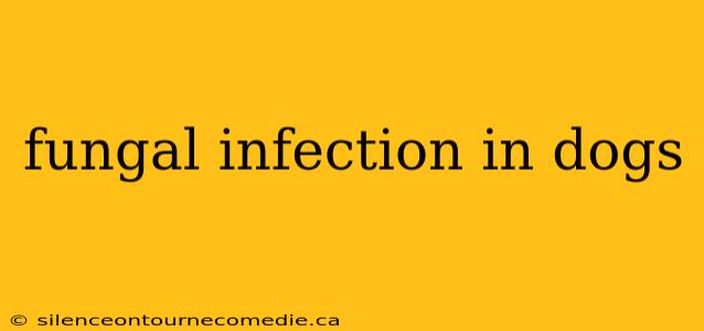 fungal infection in dogs