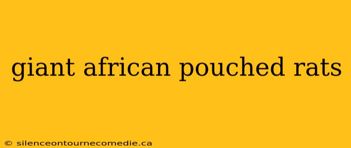 giant african pouched rats