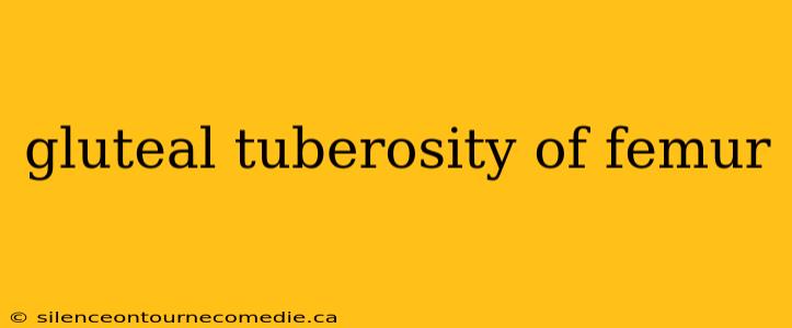 gluteal tuberosity of femur