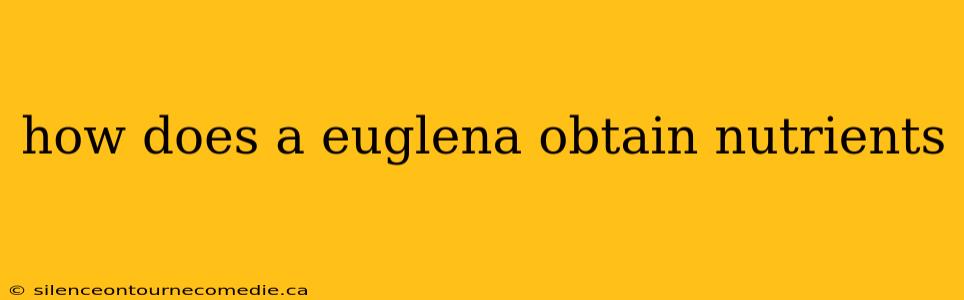 how does a euglena obtain nutrients