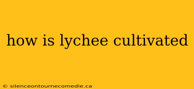 how is lychee cultivated