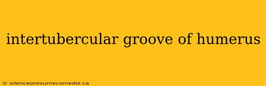 intertubercular groove of humerus