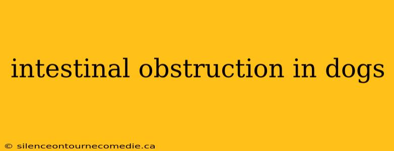 intestinal obstruction in dogs