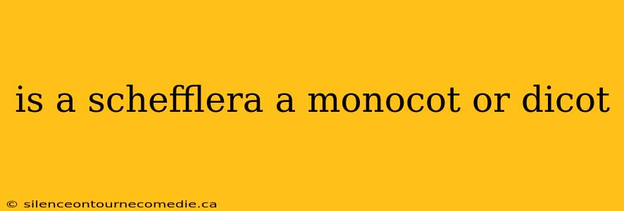 is a schefflera a monocot or dicot