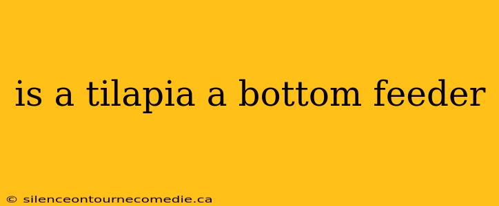 is a tilapia a bottom feeder