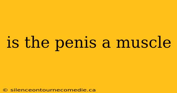 is the penis a muscle