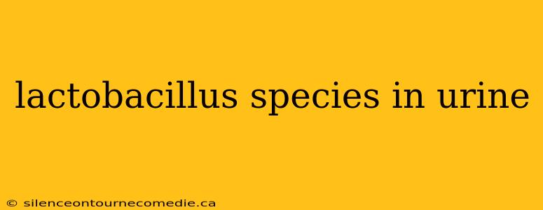lactobacillus species in urine