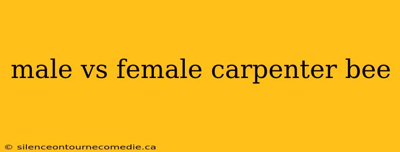 male vs female carpenter bee