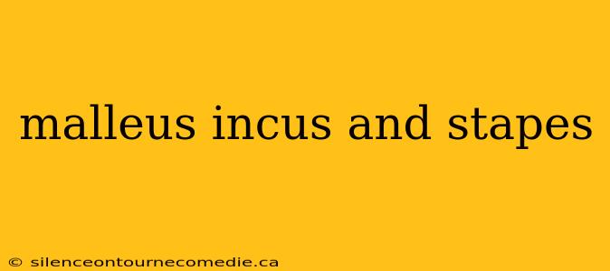 malleus incus and stapes