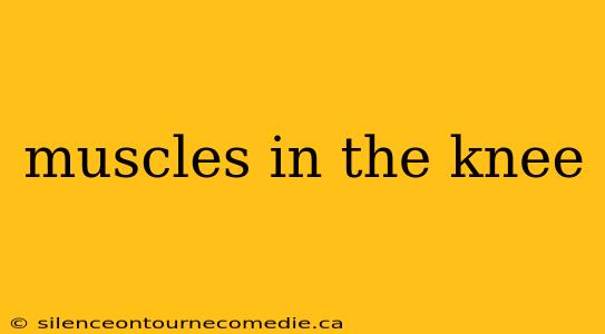 muscles in the knee