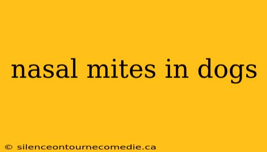 nasal mites in dogs