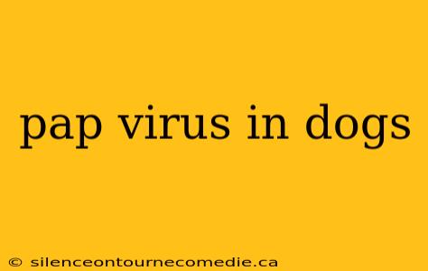 pap virus in dogs