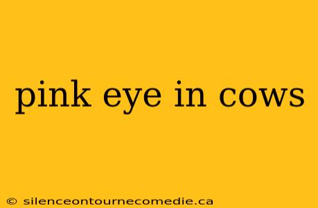 pink eye in cows