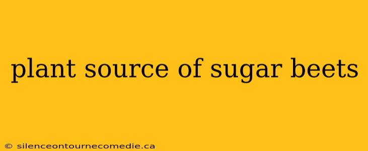 plant source of sugar beets