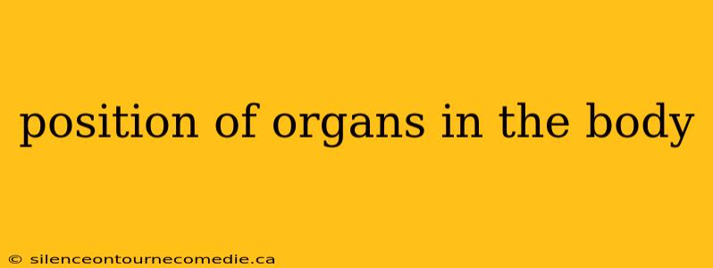 position of organs in the body