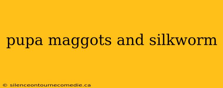 pupa maggots and silkworm