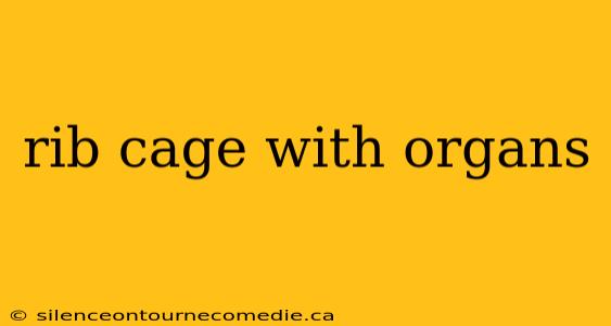 rib cage with organs