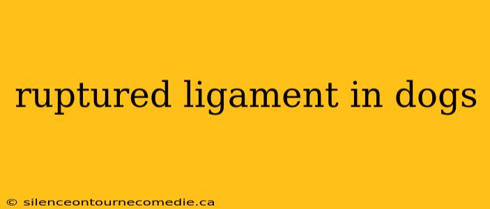 ruptured ligament in dogs