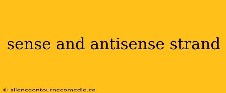 sense and antisense strand