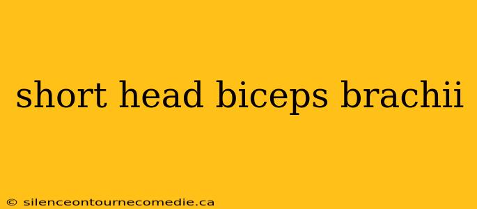 short head biceps brachii