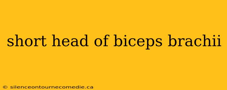 short head of biceps brachii