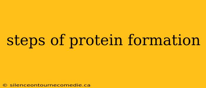 steps of protein formation