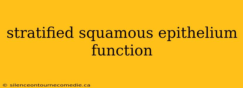 stratified squamous epithelium function