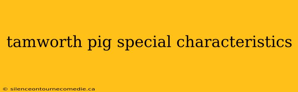 tamworth pig special characteristics