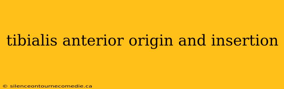 tibialis anterior origin and insertion