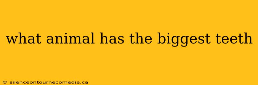 what animal has the biggest teeth