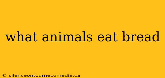 what animals eat bread