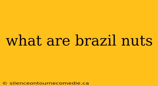 what are brazil nuts