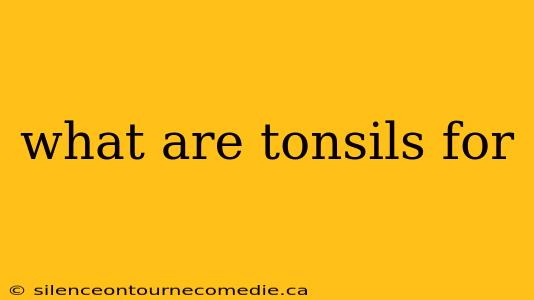 what are tonsils for